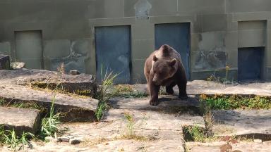 007 Medve a BärenPark szikláján